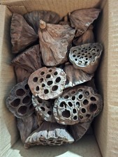 50 small/ medium lotus pods