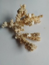 White Sea Coral Dried Genuine Vintage 2 Pieces 14cm X 8cm & 8cm X 6cm