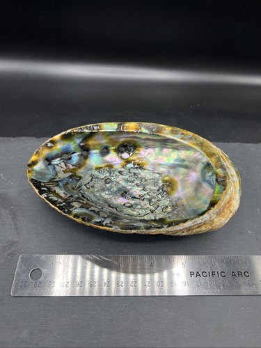 202g abalone shell polished - 202g,