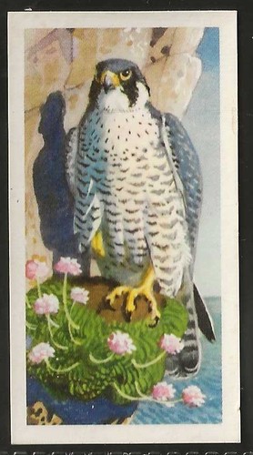 Brooke bond bird - bond, (tea)-bird