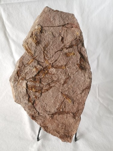 Beautiful eocrinoid - beautiful,