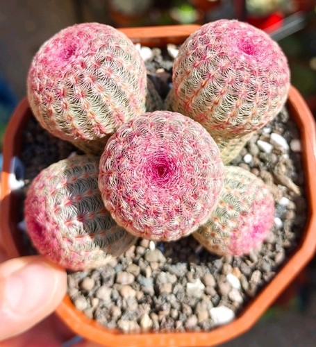 Echinocereus rigidissimus - echinocereus,