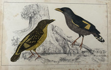 1850s Antique Bird Print – Banded Broadbill Pair | Horsfield Engraving UK