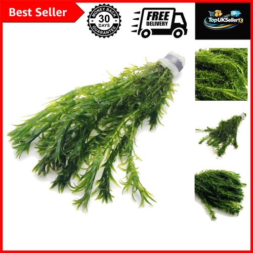 Elodea densa aquarium pond - elodea,