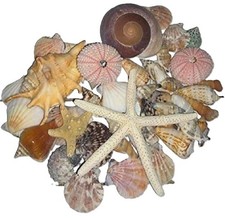 Assorted mixed seashells - assorted,