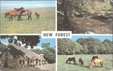 Vintage New Forest Ponies Cat