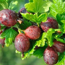10 X Red Gooseberry Seeds