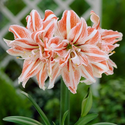 Amaryllis dancing queen - dancing,