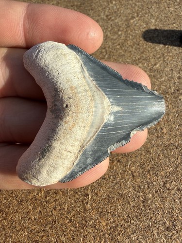 Megalodon shark tooth - megalodon,