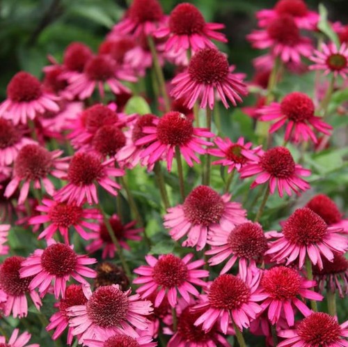 Echinacea delicious candy - delicious, candy®