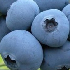 Blueberry Elliott Live Plant