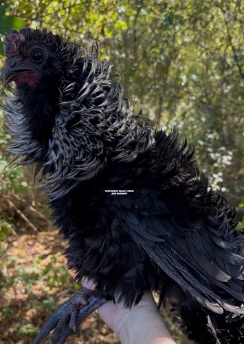 Frizzle fibro easter egger - 6,