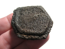 Pleistocene Ice Age mammal