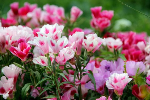 Flower clarkia crown - clarkia,