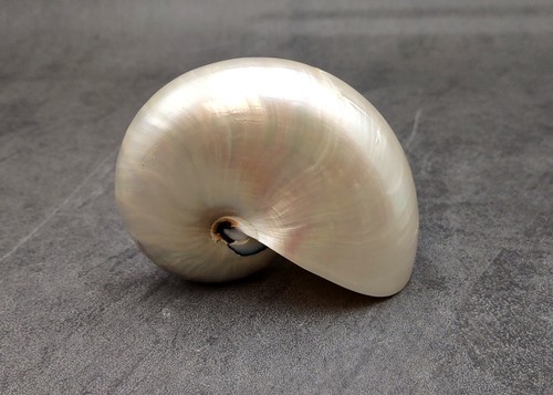 Pearlized nautilus seashell - pearlized,