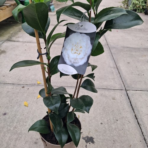 Camellia japonica - 1, x