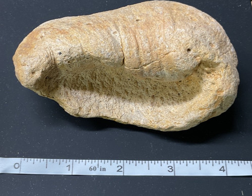 Whale ear bone fossils - , 4