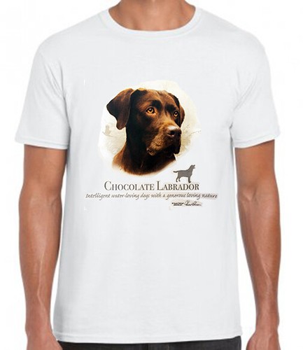 Chocolate labrador dog - chocolate,