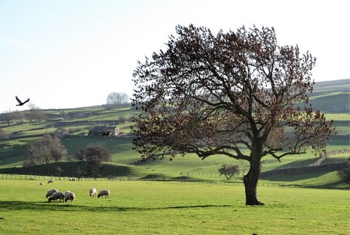 Photo 12x8 pasture land the - pasture, by