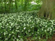 Wild Garlic - Allium Ursinum - 50 Bulbs