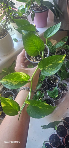 Golden pothos - golden,