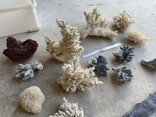 Large Selection Of Dead Corals