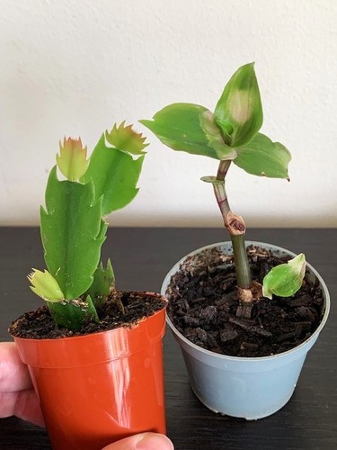 Christmas cactus - christmas, &
