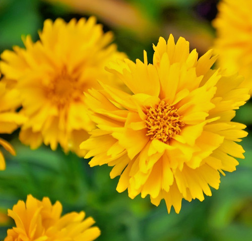 200x coreopsis golden globe - coreopsis,