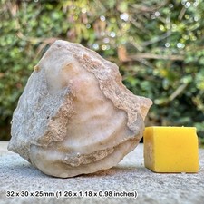 Favosites gothlandicus fossil - favosites,