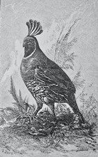 c1895 Antique Print CALIFORNIAN QUAIL Royal Natural History - Lydekker