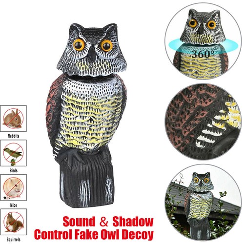 Owl keep birds - to,