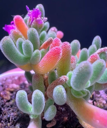 Lithops seeds living - seeds, –