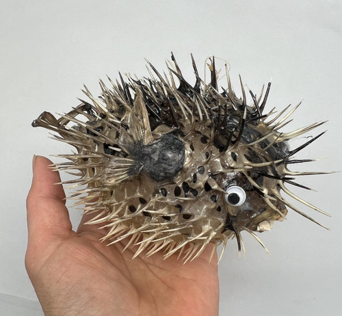 Real dried blowfish porcupine - blowfish, (porcupine