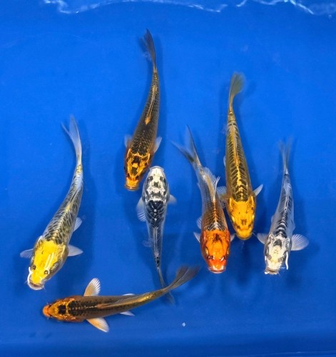 Pack matsuba koi live - 2-pack, 4-5"