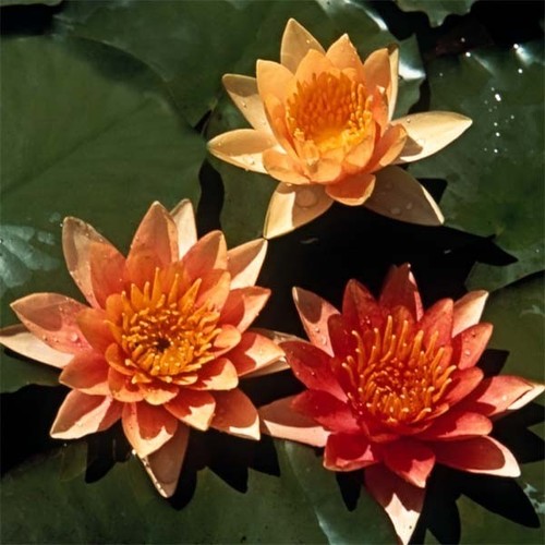 Sioux dwarf fragrant - sioux,