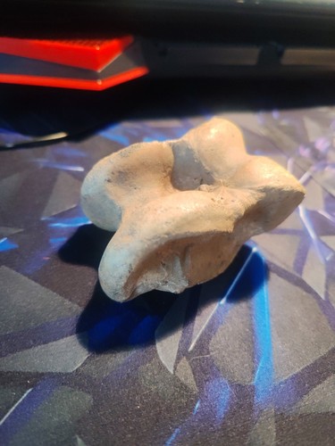 Real animal bone for - real,