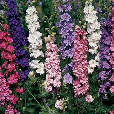 6 x plug plants Larkspur (delphinium) hardy annual plant now for spring display