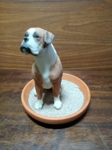 Tan and white - , dog