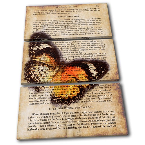 Butterfly vintage collage - butterfly,