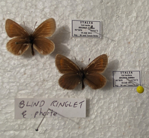 Very rare butterfly blind - butterfly,