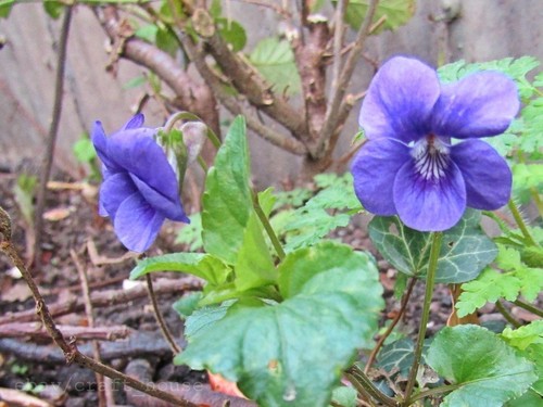 Wild violet perennial - 6x,