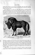 Original Old Antique Print Natural History 1894 White-Tailed Wildebeest Blue