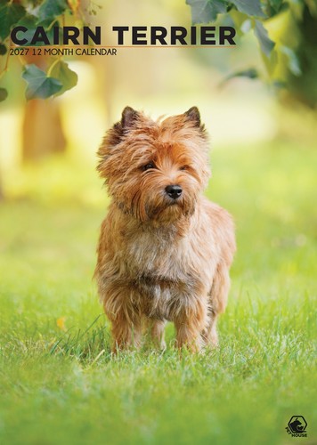 Cairn terrier dog 2027 - terrier,