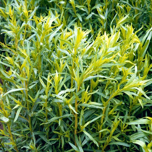 Tarragon french outdoor - tarragon,