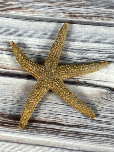 Real starfish seashell - real, dried