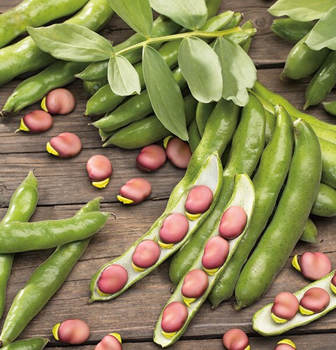 Pink karmazyn broad beans - beans,