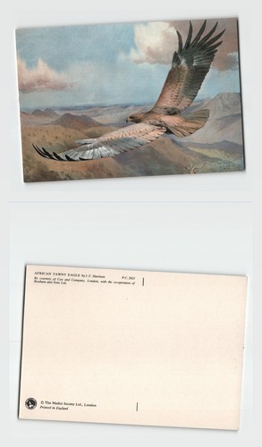 Postcard african tawny eagle - postcard,