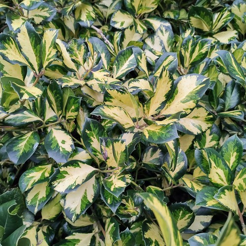 Ilex lawsoniana golden - ilex,