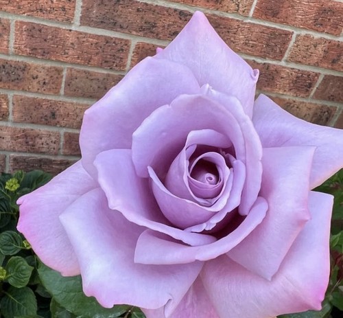 Rosa twice blue moon - blue, moon'