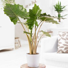 Alocasia portodora large - alocasia,